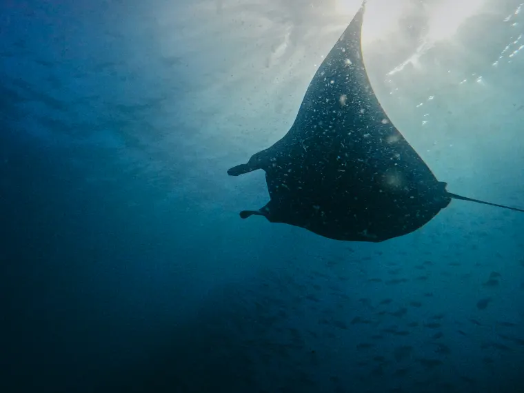 Manta ray gliding through the blue, Komodo Islands